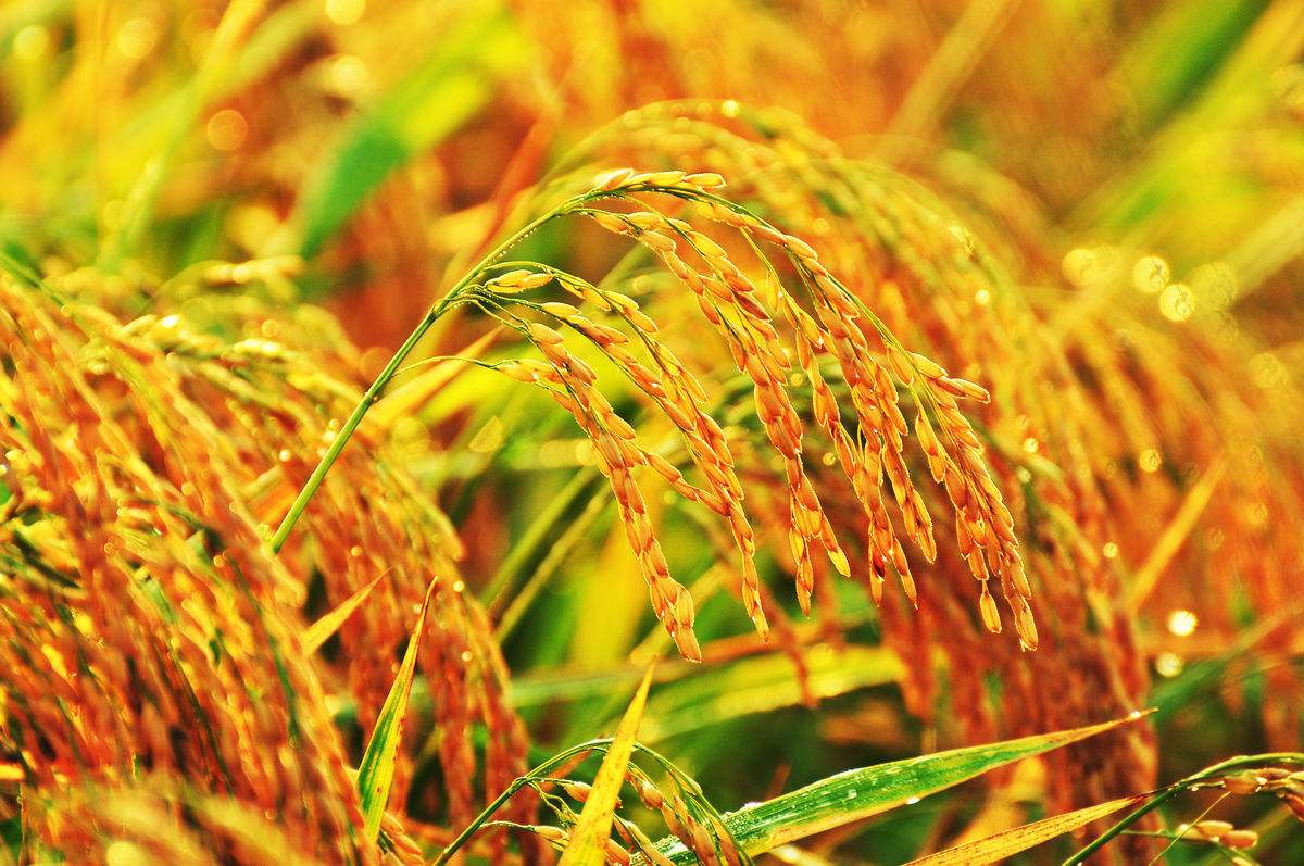 水稻低温冷害的防治方法