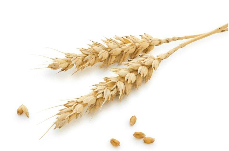 如何防治小麦雪霉叶枯病？